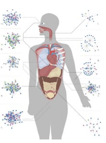 Vermi e altri parassiti nel corpo umano